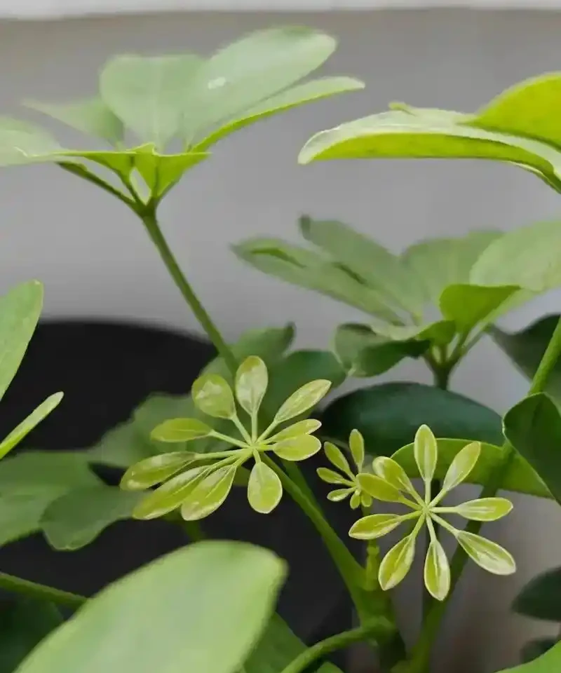 鵝掌藤催芽全攻略:5招啟用休眠芽,枝繁葉茂不是夢
