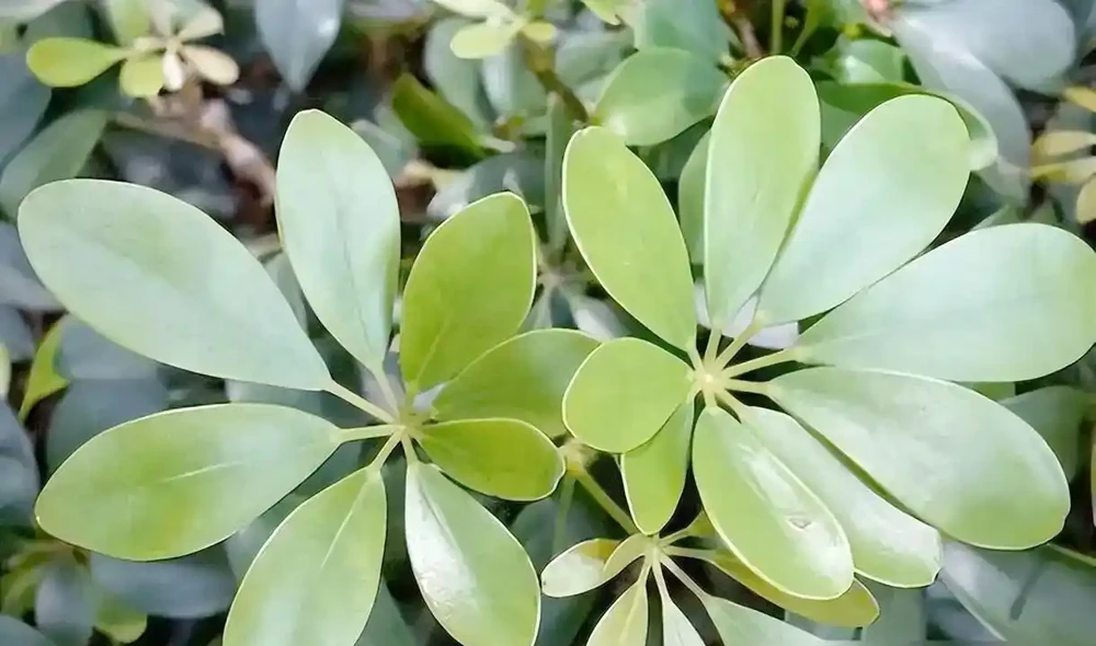 鵝掌藤催芽全攻略:5招啟用休眠芽,枝繁葉茂不是夢