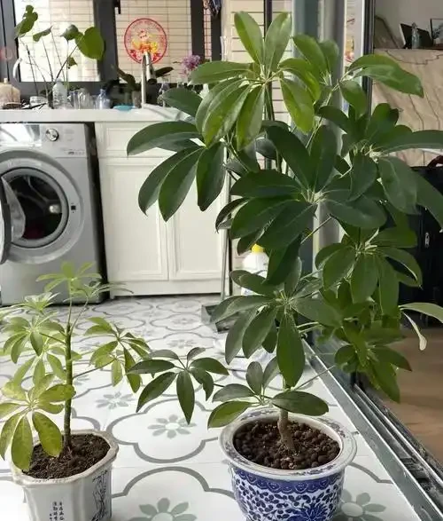 鵝掌藤催芽全攻略:5招啟用休眠芽,枝繁葉茂不是夢