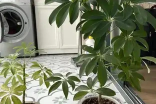 鵝掌藤催芽全攻略：5招啟用休眠芽，枝繁葉茂不是夢