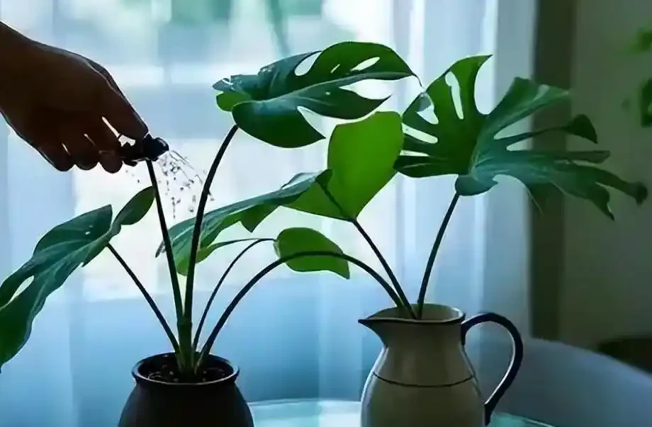 怎麼給龜背芋澆水?平時注意這幾個方面,不黃葉不腐根,輕鬆養好龜背芋