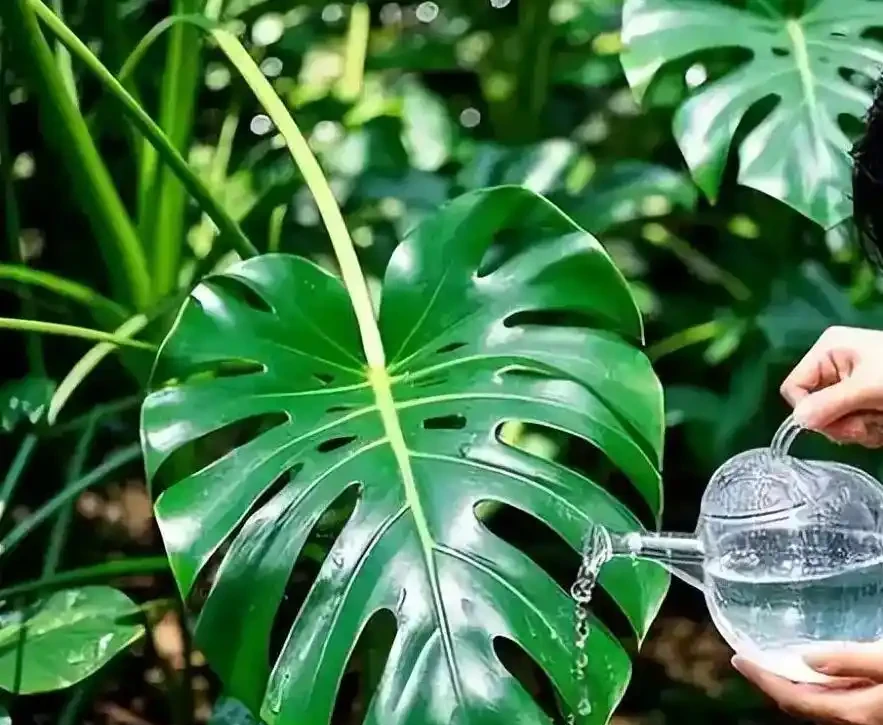 怎麼給龜背芋澆水?平時注意這幾個方面,不黃葉不腐根,輕鬆養好龜背芋