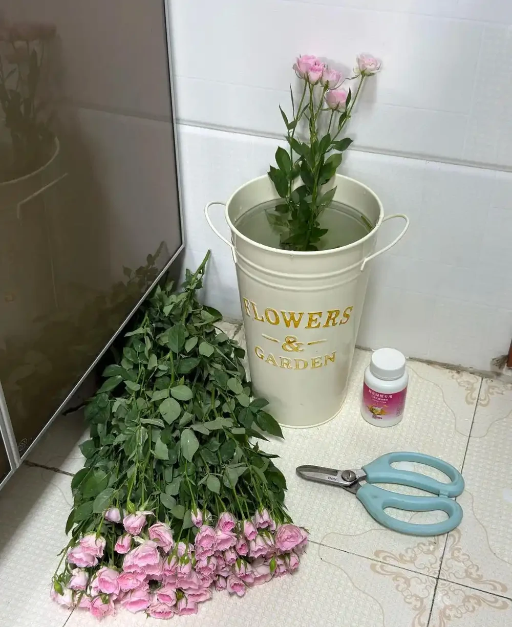 女子曬「遺忘的玫瑰花」,一年後竟長根了,網友:誓死不住花盆?