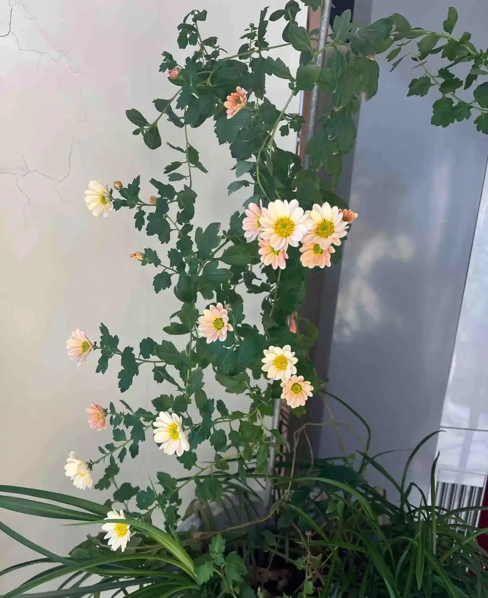 女子曬「遺忘的玫瑰花」,一年後竟長根了,網友:誓死不住花盆?