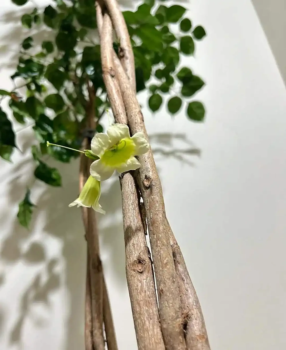 河南男子要扔枯萎幸福樹,竟開出「手捧花」!網友:千年一遇的祥瑞,公司要旺了