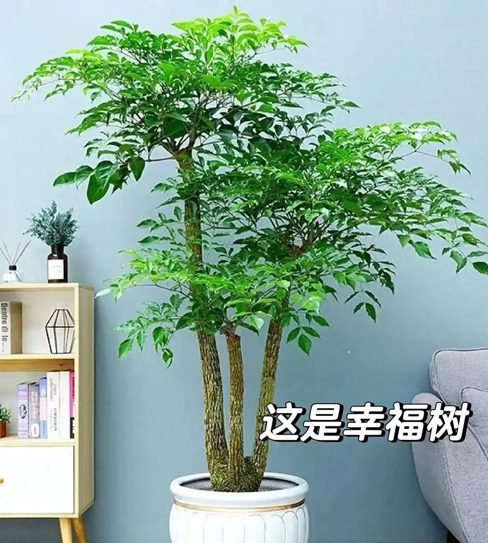 河南男子要扔枯萎幸福樹,竟開出「手捧花」!網友:千年一遇的祥瑞,公司要旺了