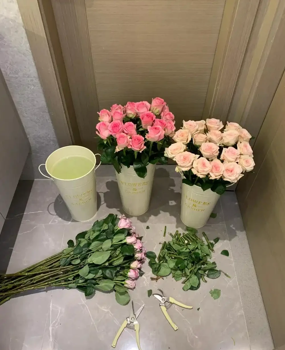 女子曬「遺忘的玫瑰花」,一年後竟長根了,網友:誓死不住花盆?