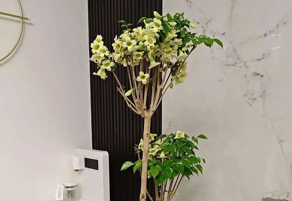 河南男子要扔枯萎幸福樹,竟開出「手捧花」!網友:千年一遇的祥瑞,公司要旺了