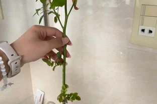 女子曬「遺忘的玫瑰花」，一年後竟長根了，網友：誓死不住花盆？