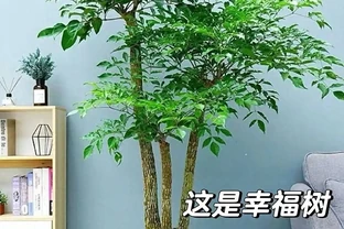 河南男子要扔枯萎幸福樹，竟開出「手捧花」！網友：千年一遇的祥瑞，公司要旺了