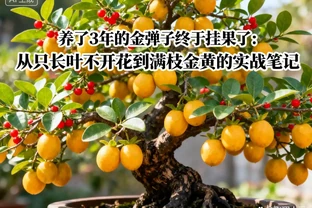 養了 3 年的金彈子終於掛果了：從只長葉不開花到滿枝金黃的實戰筆記