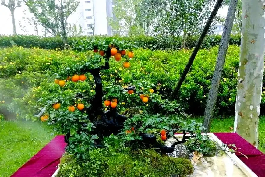 金彈子黑斑病的全面防治及養護策略
