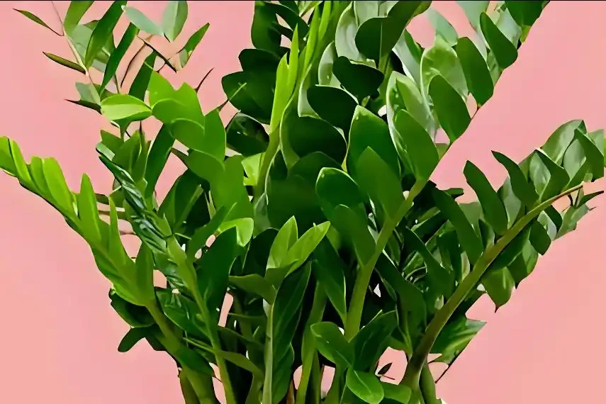 雪鐵芋怎麼修剪?牢記4個原則,新枝更多更壯!