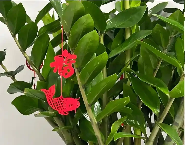 雪鐵芋怎麼修剪?牢記4個原則,新枝更多更壯!