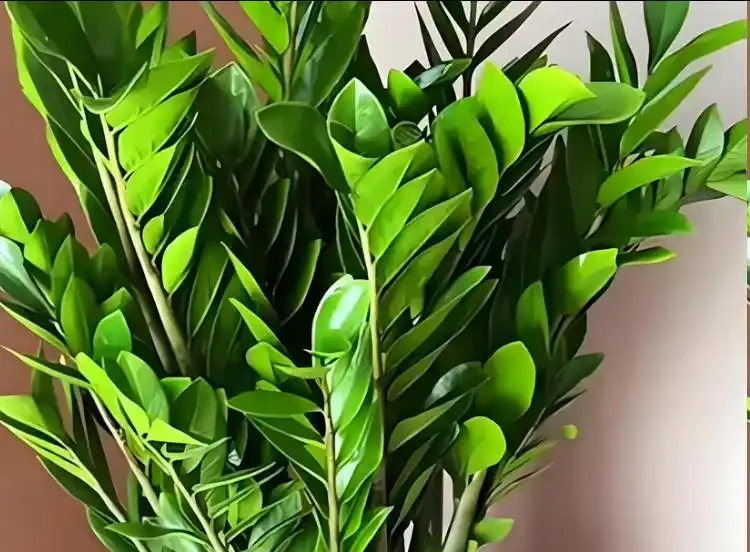 雪鐵芋怎麼修剪?牢記4個原則,新枝更多更壯!
