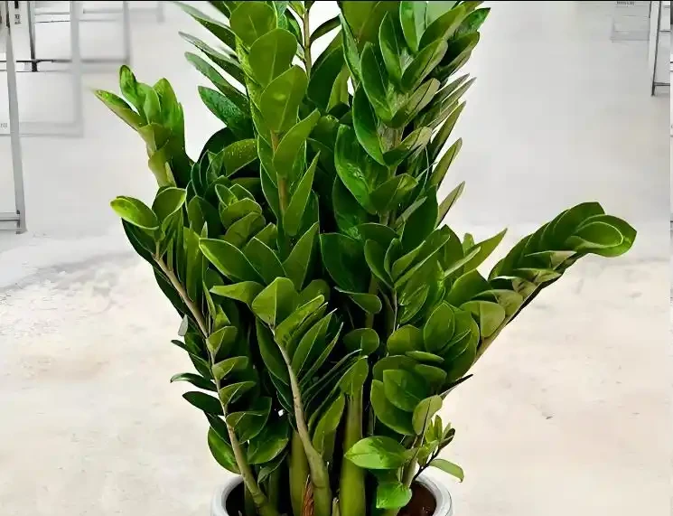雪鐵芋怎麼修剪?牢記4個原則,新枝更多更壯!