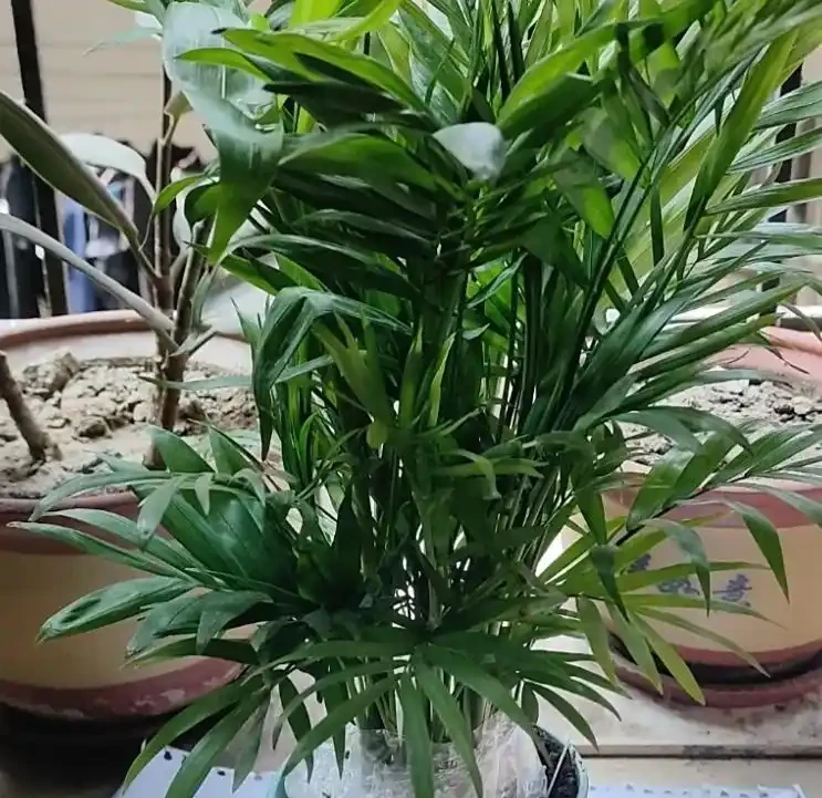 鳳尾竹葉子尖發黃乾枯怎麼辦?4 個「救葉」 妙招,3 天就能看到好轉!