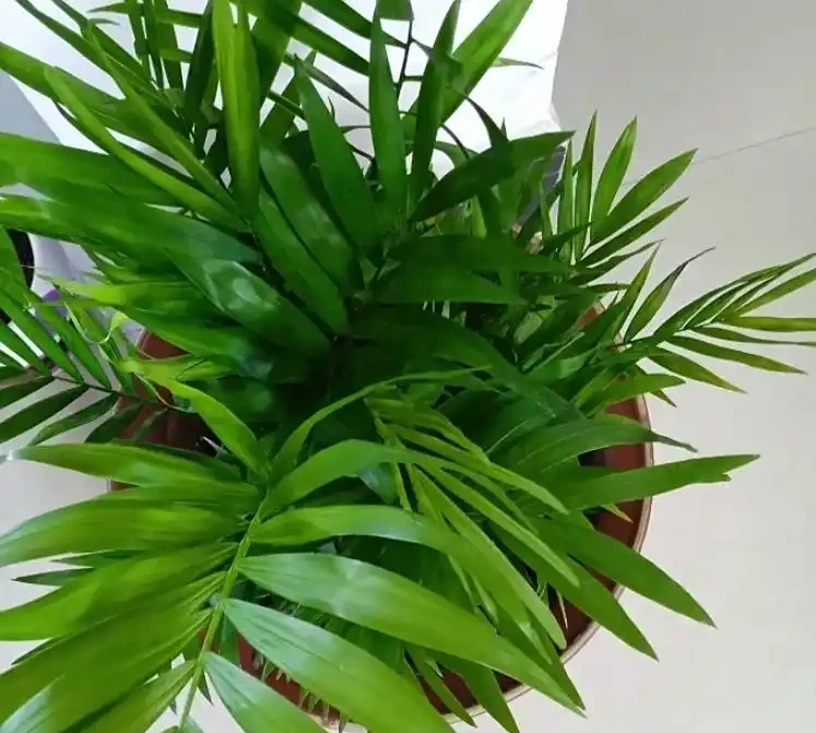 鳳尾竹葉子尖發黃乾枯怎麼辦?4 個「救葉」 妙招,3 天就能看到好轉!