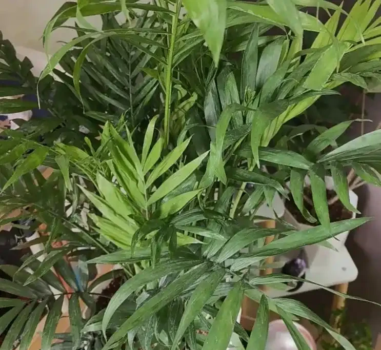 鳳尾竹葉子尖發黃乾枯怎麼辦?4 個「救葉」 妙招,3 天就能看到好轉!
