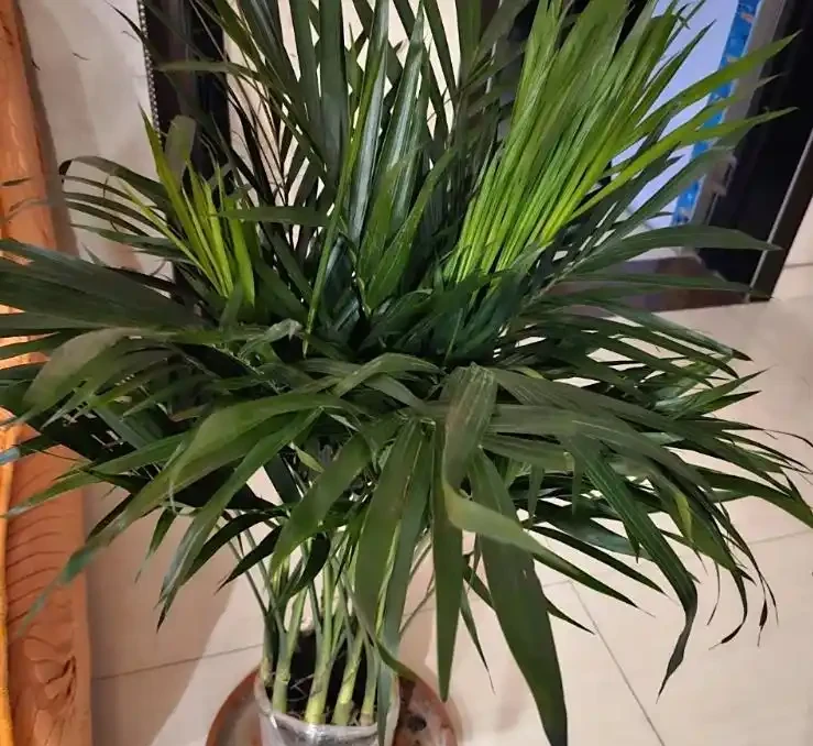 鳳尾竹葉子尖發黃乾枯怎麼辦?4 個「救葉」 妙招,3 天就能看到好轉!
