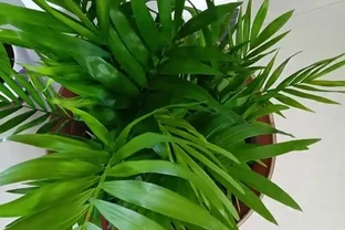 鳳尾竹葉子尖發黃乾枯怎麼辦？4 個「救葉」 妙招，3 天就能看到好轉！