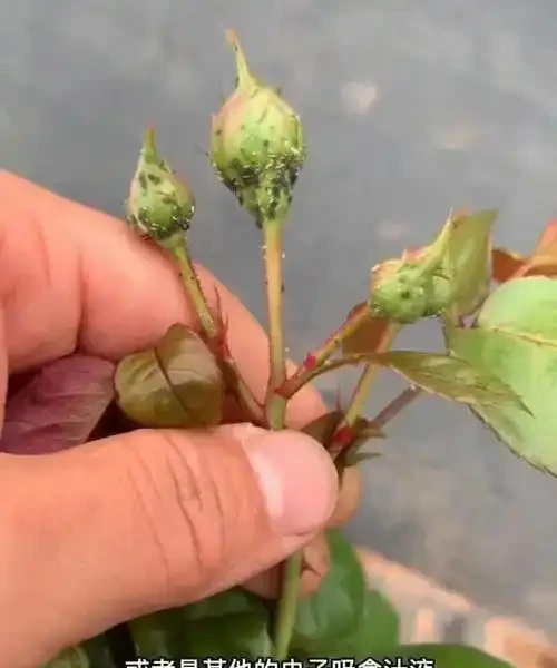玫瑰花長滿密密麻麻的小蟲子該怎麼解決