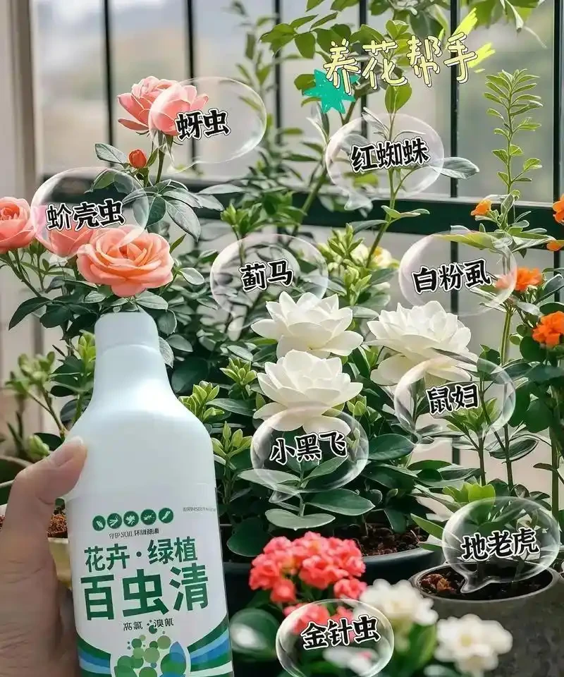玫瑰花長滿密密麻麻的小蟲子該怎麼解決