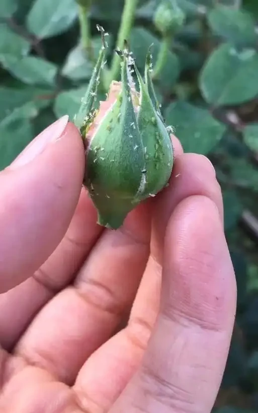 玫瑰花長滿密密麻麻的小蟲子該怎麼解決