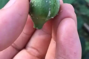 玫瑰花長滿密密麻麻的小蟲子該怎麼解決