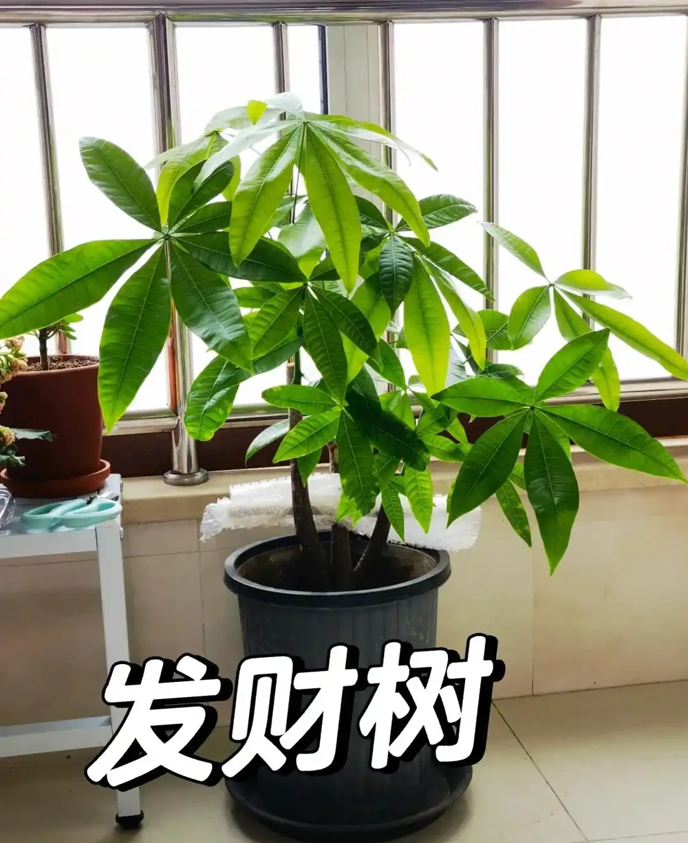 男子「全網最旺發財樹」引圍觀,網友:羨慕,內卷的天花板