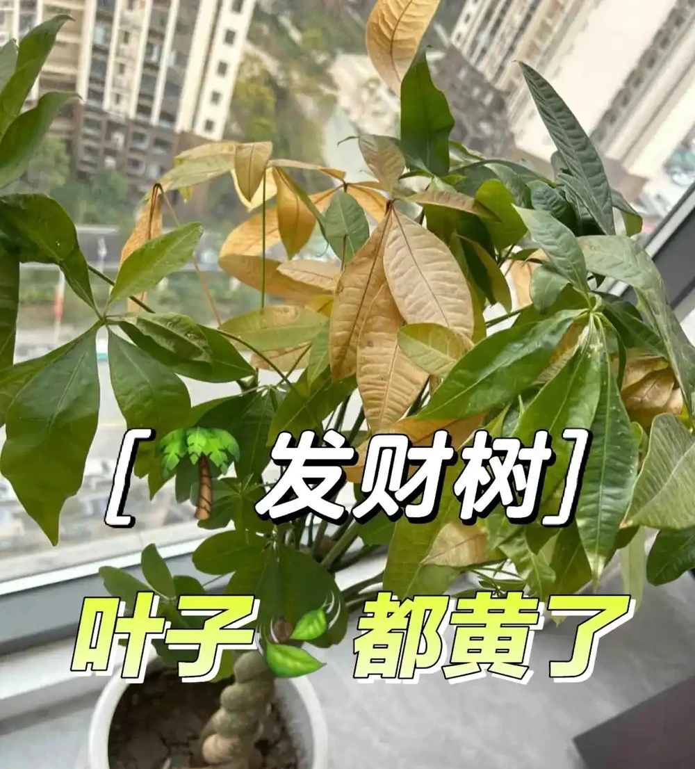 男子「全網最旺發財樹」引圍觀,網友:羨慕,內卷的天花板