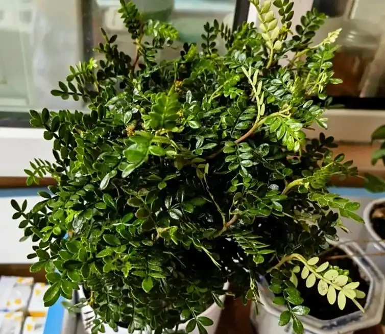 清香木葉子下垂了蔫了是怎麼回事?4 個 「救葉」 原因和解法,3 天恢復精神!