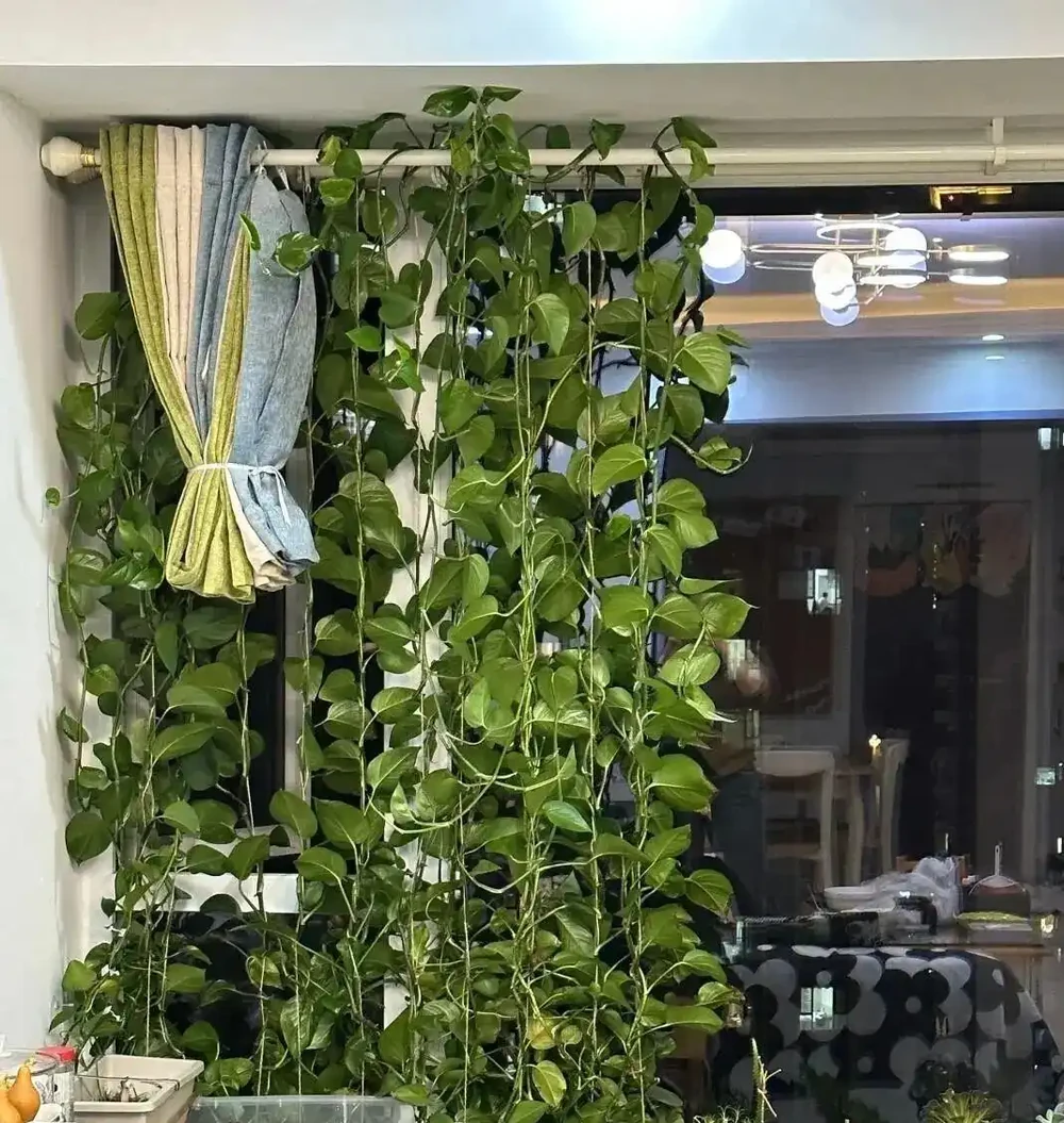 黃金葛養成「綠色瀑布」的秘訣!新手照做也能美翻家,閨蜜看了直尖叫