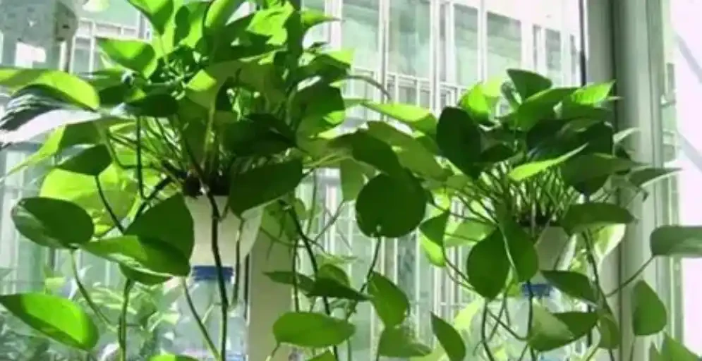 黃金葛養成「綠色瀑布」的秘訣!新手照做也能美翻家,閨蜜看了直尖叫