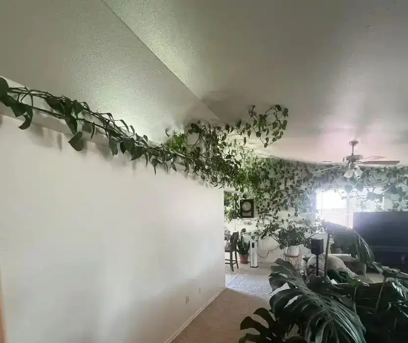 黃金葛養成「綠色瀑布」的秘訣!新手照做也能美翻家,閨蜜看了直尖叫