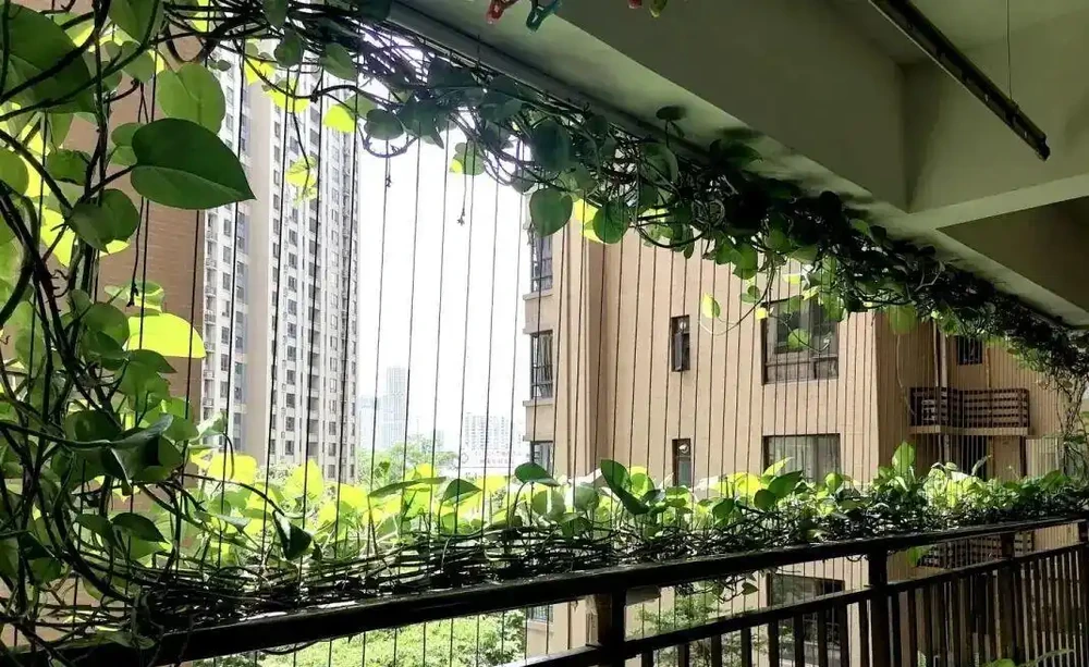 黃金葛養成「綠色瀑布」的秘訣!新手照做也能美翻家,閨蜜看了直尖叫