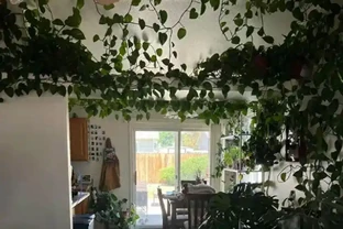 黃金葛養成「綠色瀑布」的秘訣！新手照做也能美翻家，閨蜜看了直尖叫