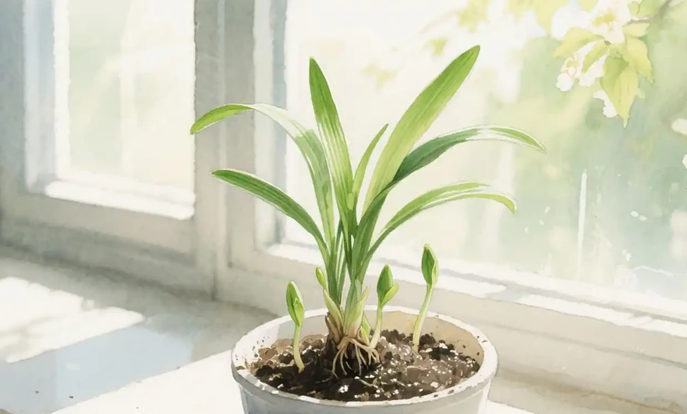 蘭草花葉子發黃乾枯是什麼原因?蘭草花黃葉?5招定位原因+4季養護重點,3分鐘學會