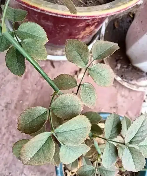 玫瑰花蟲害防治：精準識別與科學應對