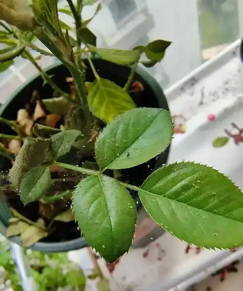 玫瑰花蟲害防治：精準識別與科學應對