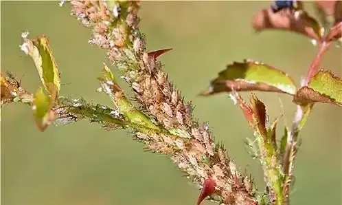 玫瑰花蟲害防治：精準識別與科學應對