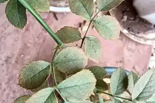 玫瑰花蟲害防治：精準識別與科學應對