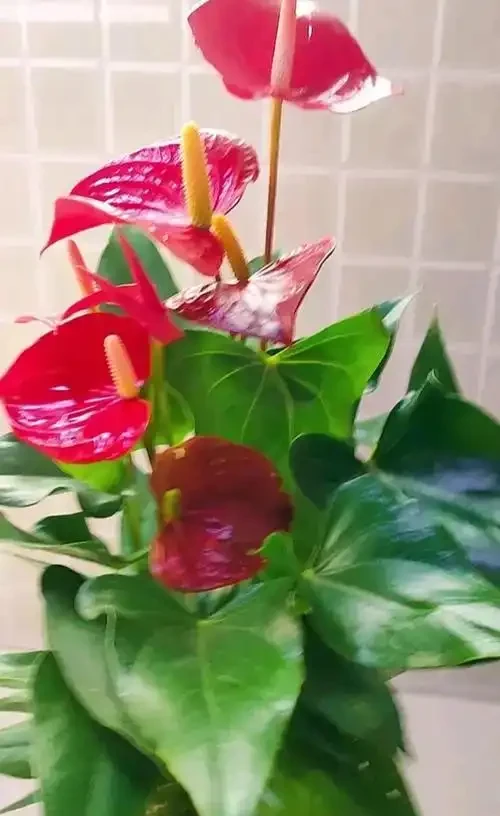 火鶴花黃葉自救指南:5大元兇+精準解決方案