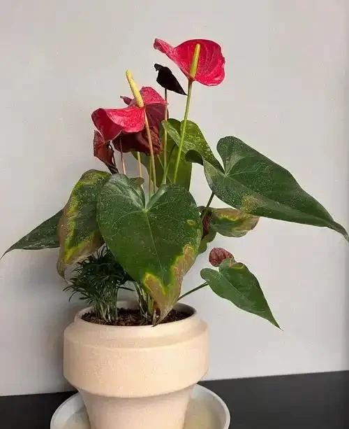 火鶴花黃葉自救指南:5大元兇+精準解決方案