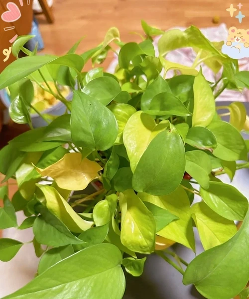 黃金葛黃葉「一鍵恢復」:5個超簡單急救法,3天見綠