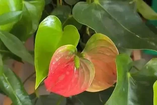 火鶴花黃葉自救指南：5大元兇+精準解決方案