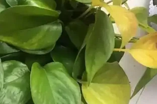 黃金葛黃葉「一鍵恢復」：5個超簡單急救法，3天見綠