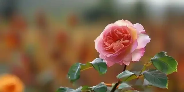 玫瑰秋天該咋養?這些細節不注意小心來年不開花