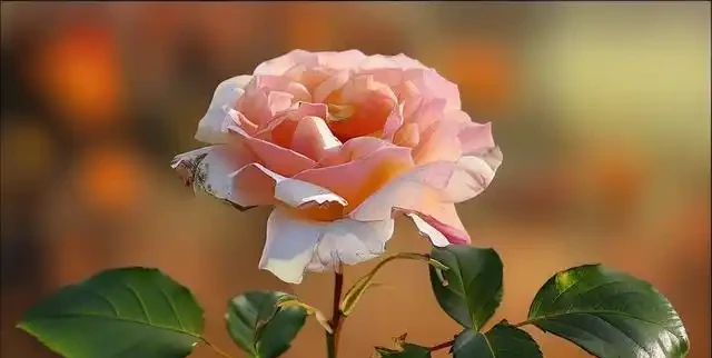 玫瑰秋天該咋養?這些細節不注意小心來年不開花