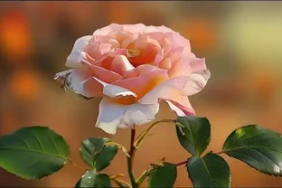玫瑰秋天該咋養？這些細節不注意小心來年不開花